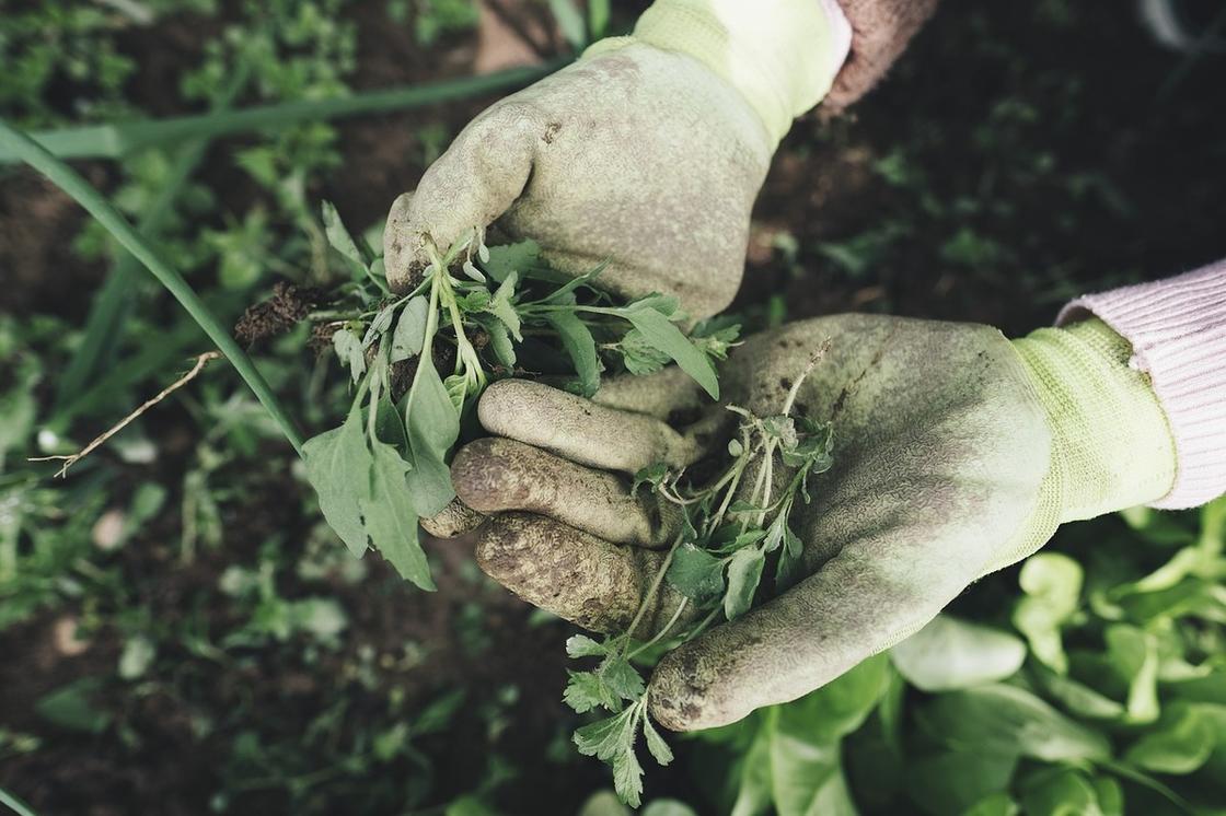 Руки в перчатках держат растения, вырванные с корнем