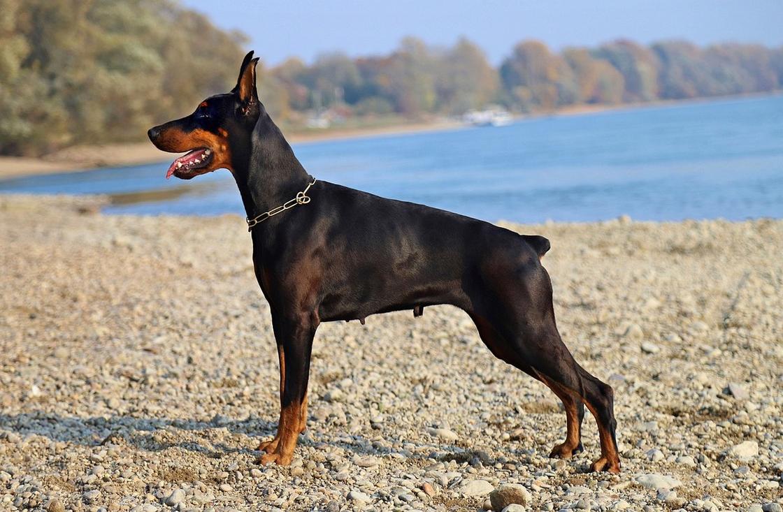 Черная короткошерстная собака с укороченным хвостом и стоячими ушами гуляет на берегу речки