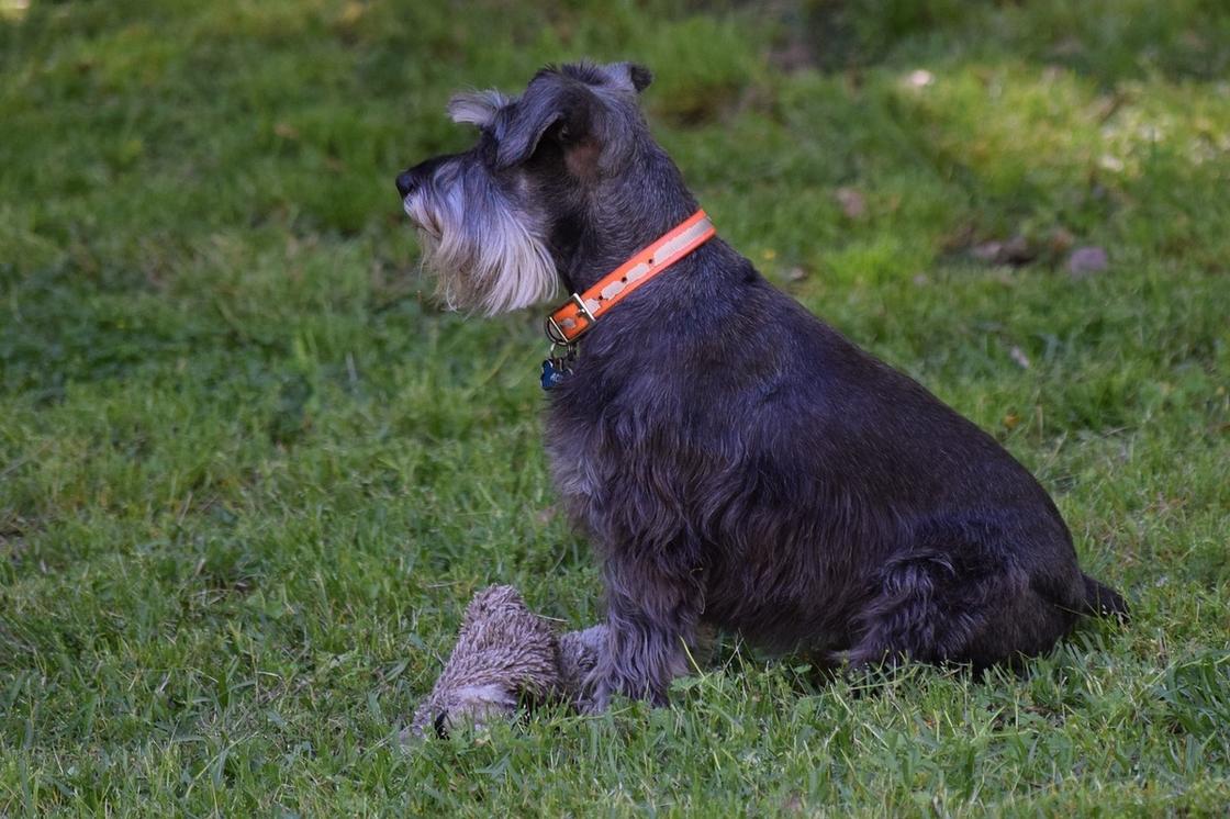 Собака с темной длинной шерстью, усами и бородой сидит боком на траве. На шее у нее оранжевый ошейник