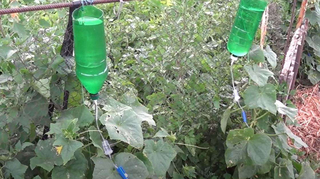 Зеленые пластиковые бутылки со срезанными донышками наполнены водой и висят, подвязанные к опорам над огурцами. К каждой бутылке подведена трубочка медицинской капельницы, по которой вода капает под кусты огурцов