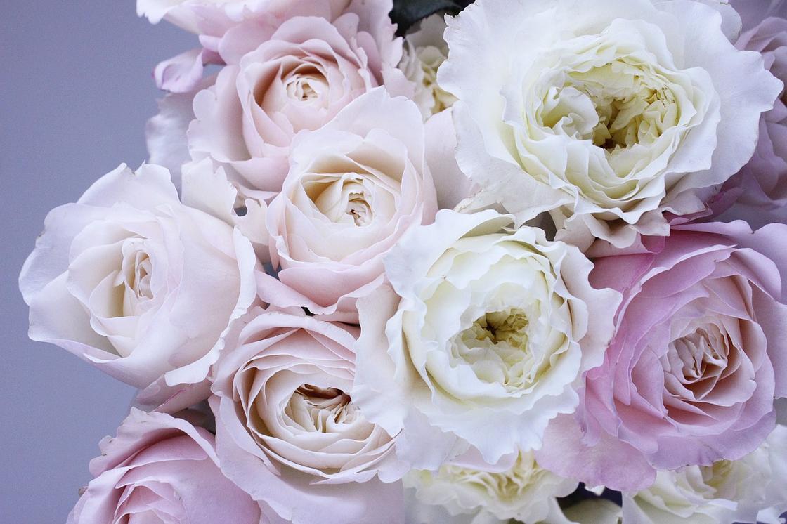 Пионовидные розы: лучшие сорта и правила ухода