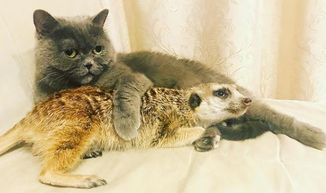 Необычная дружба кота и суриката из России покорила сердца пользователей Сети (фото, видео)