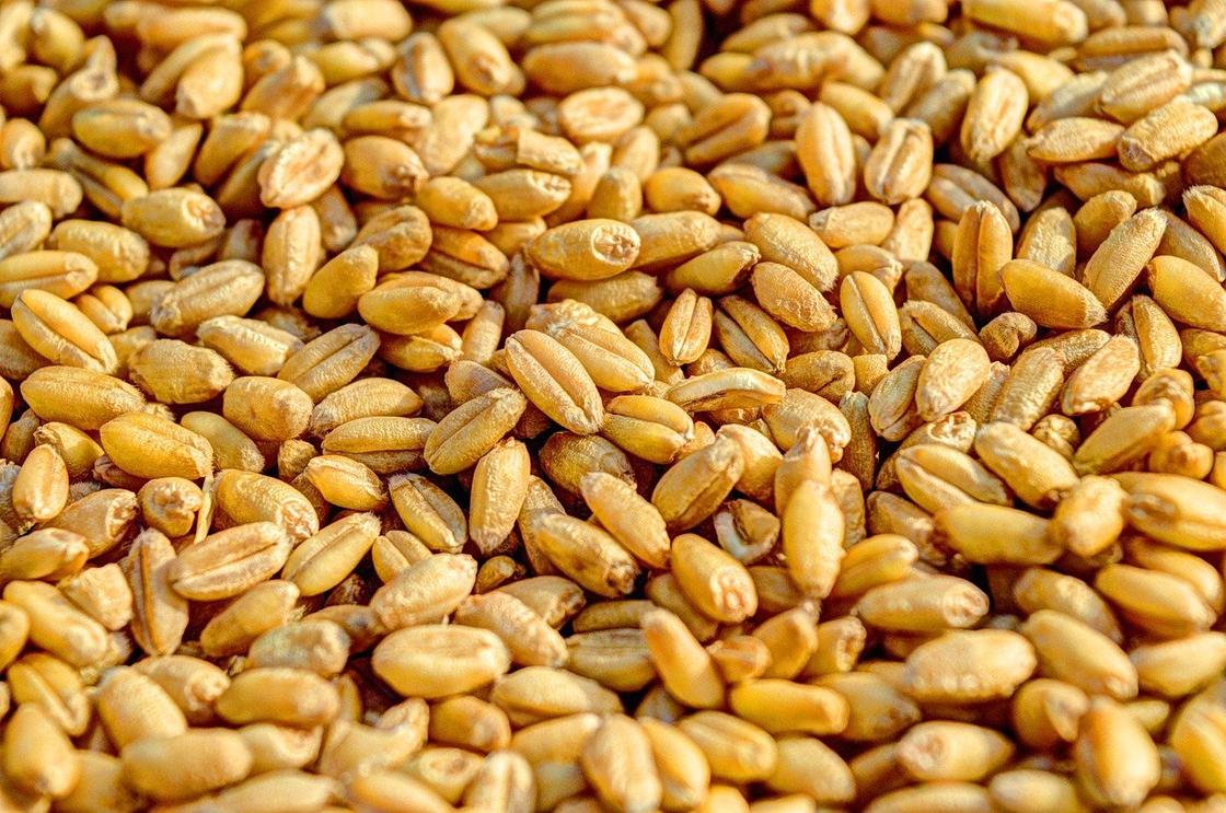 Зерна пшеницы