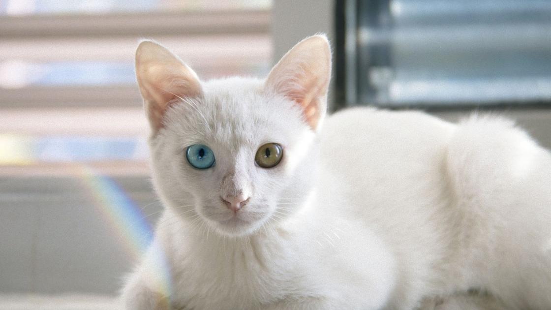 белая кошка с разноцветными глазами сидит, поджав под себя лапы