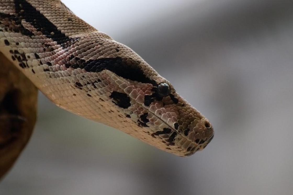 Охранник случайно погиб от змеиного укуса в Индонезии