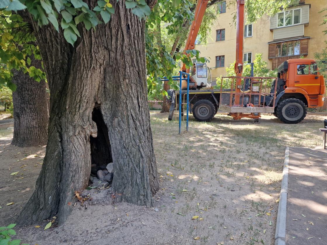 Гнилое дерево на детской площадке в Алматы