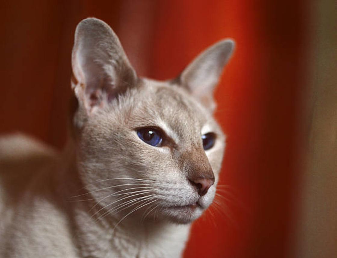 Голова кошки пепельного цвета с голубыми глазами и темным носом