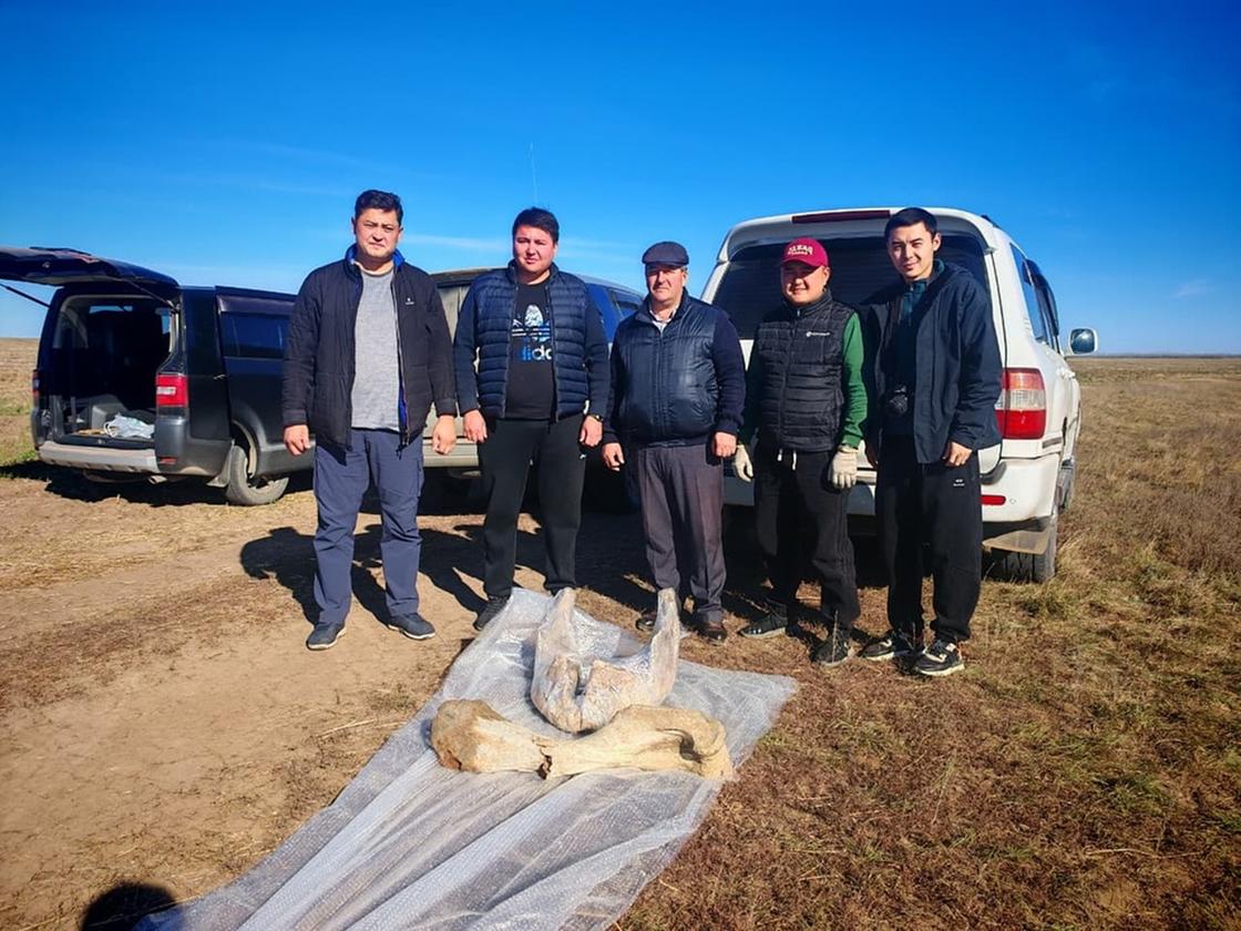 Табылған мамонт сүйектері