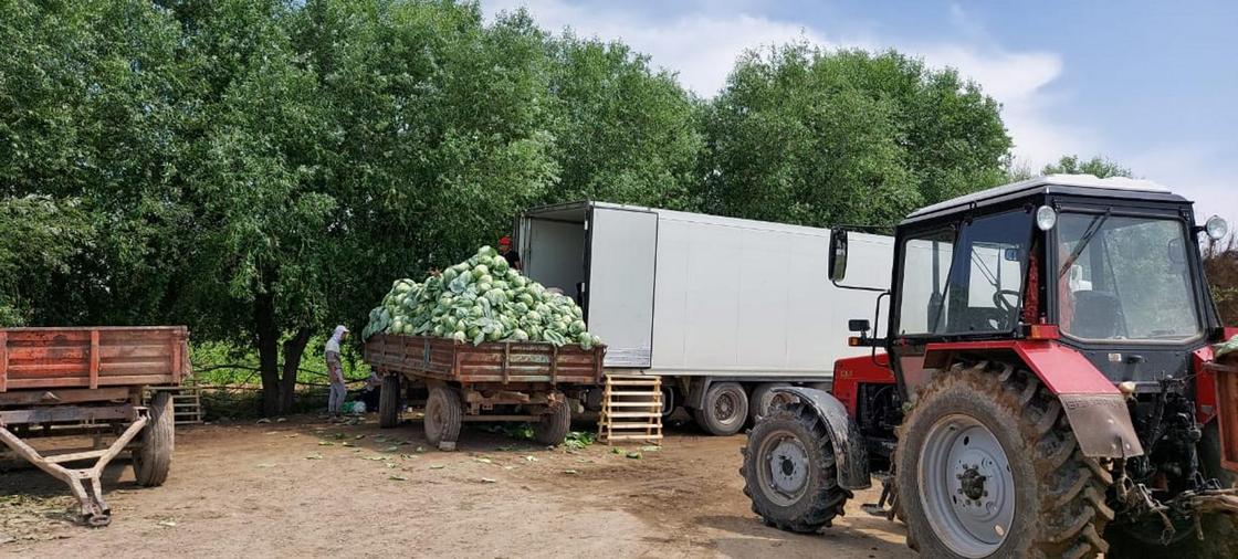 Невозможно было продать: капусту из Туркестанской области направят в Беларусь