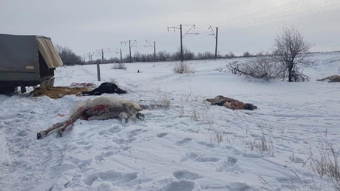 Лошади лежат на снегу