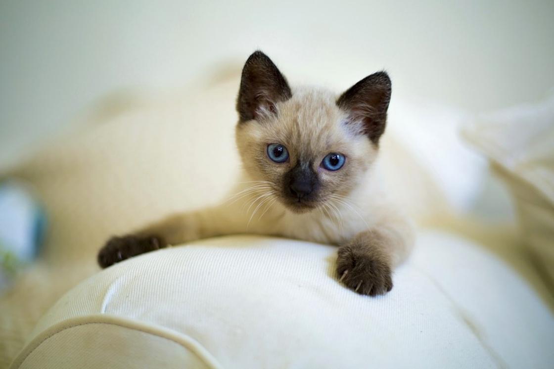 Сиамская кошка: описание породы, фото, характер