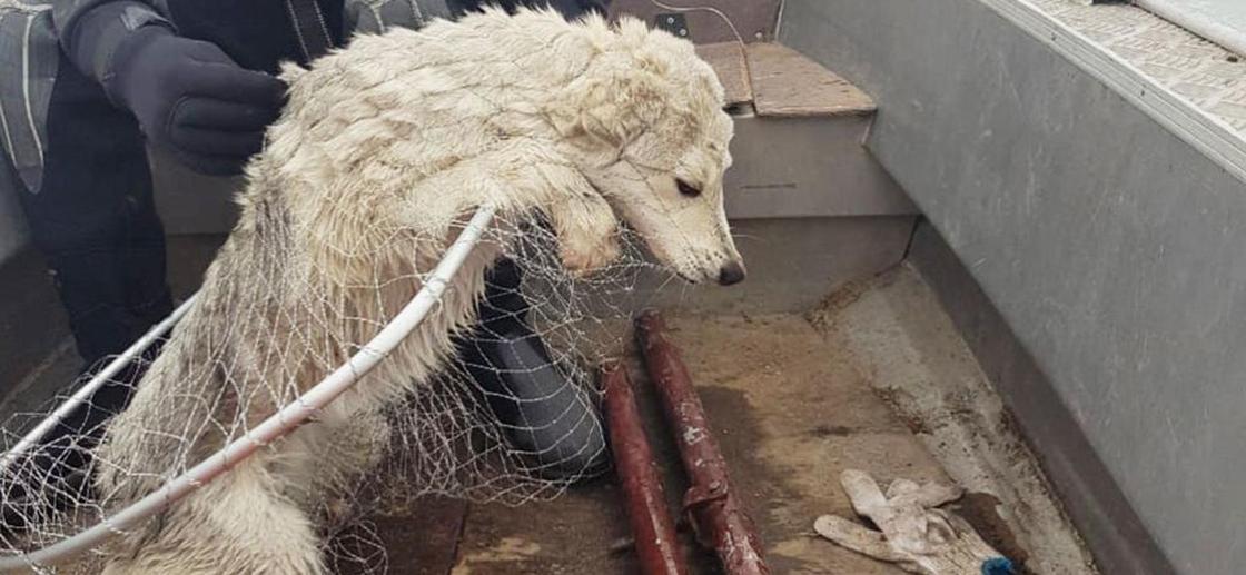 Спасатели почти 10 дней пытались спасти собаку на льдине в Акмолинской области