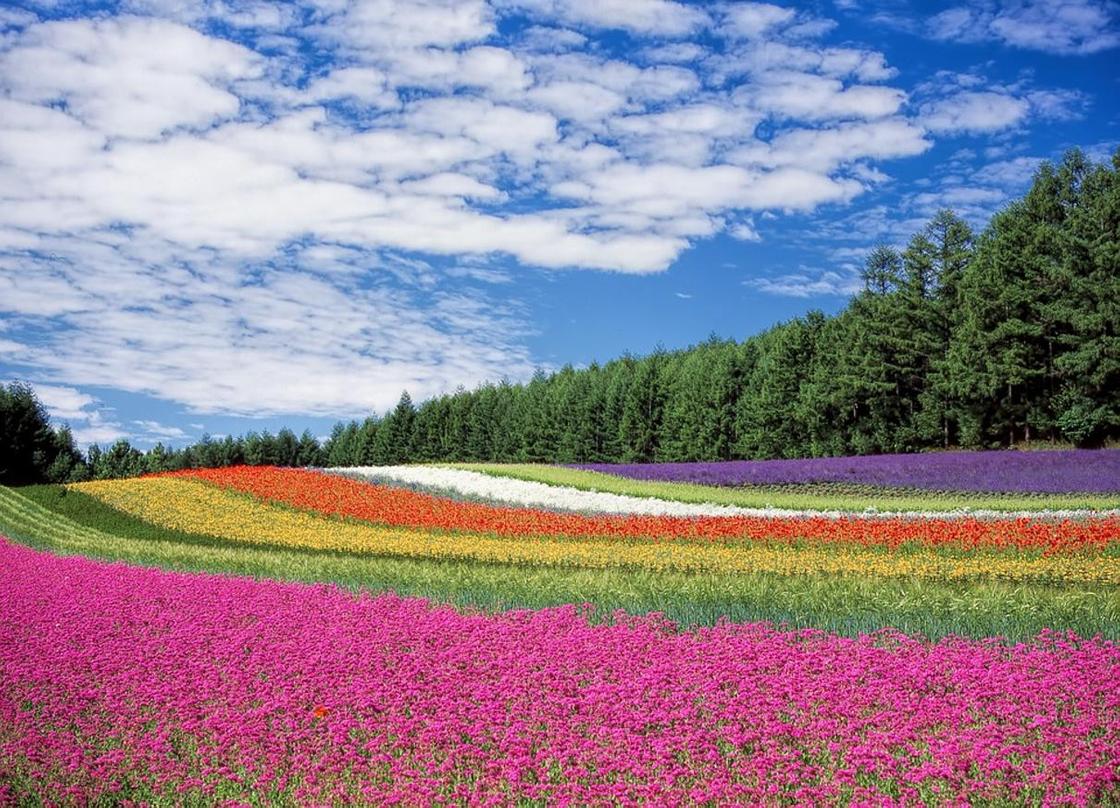 Сотни тысяч цветов высажены в Усть-Каменогорске