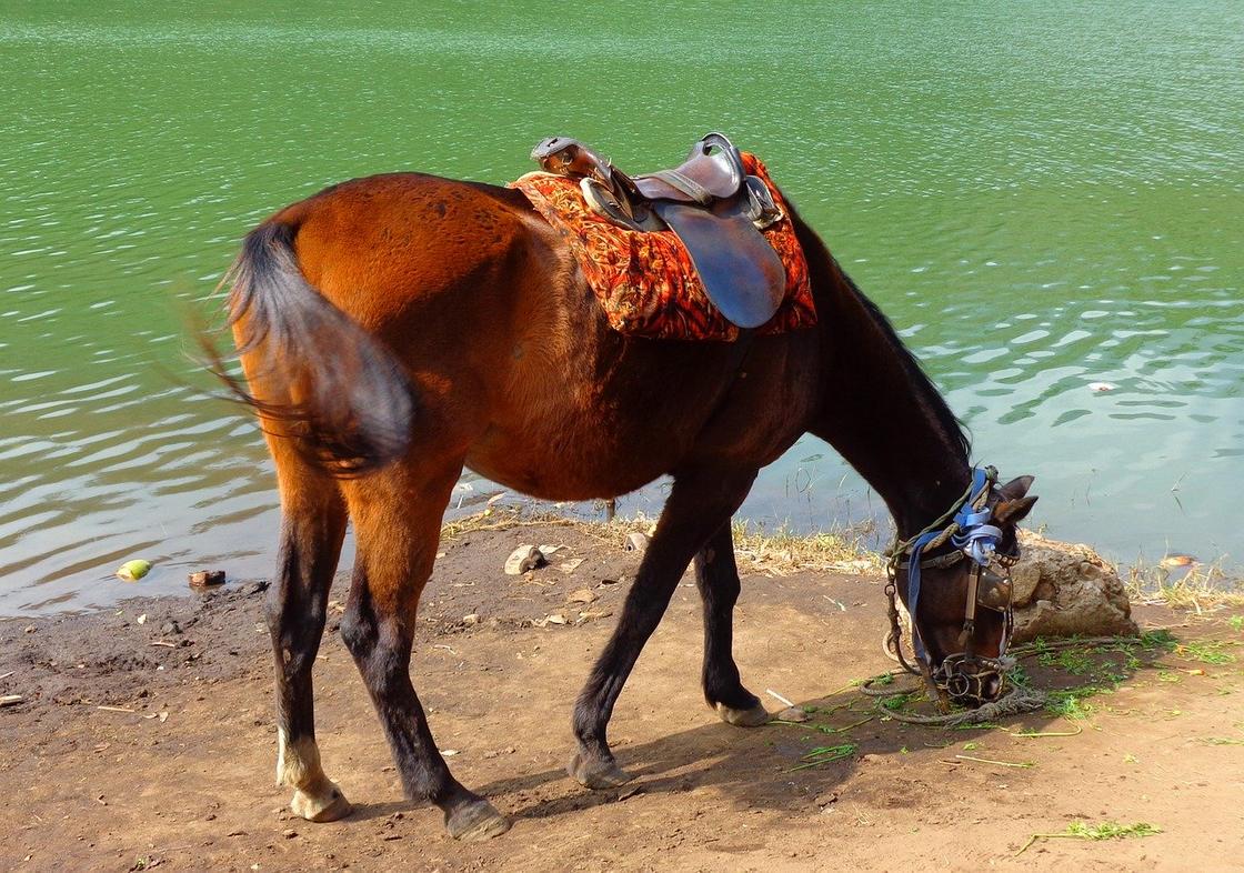 Школьник пытался на коне переплыть канал и утонул в Кызылординской области