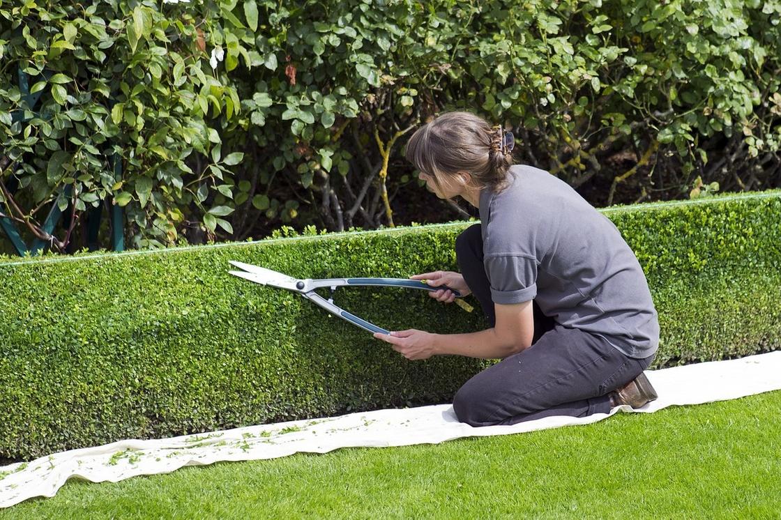 Женщина подрезает садовыми ножницами кустарники живой изгороди