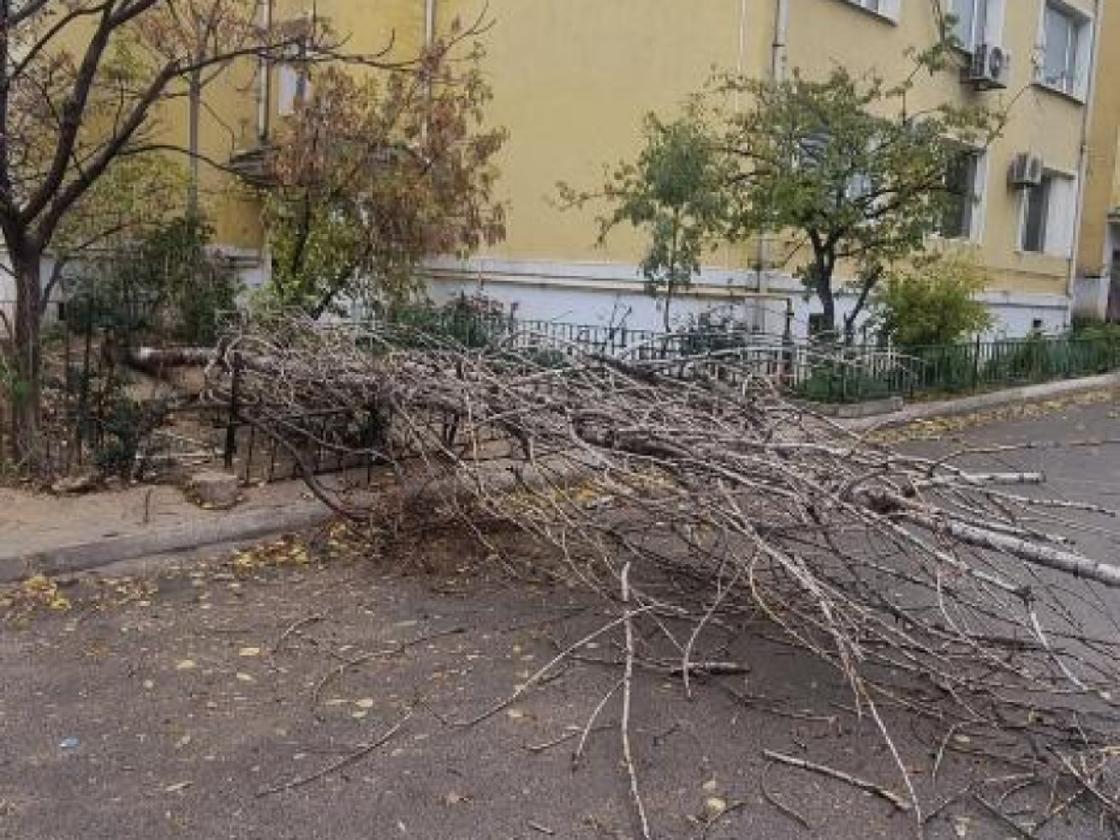 Дерево упало в Актау