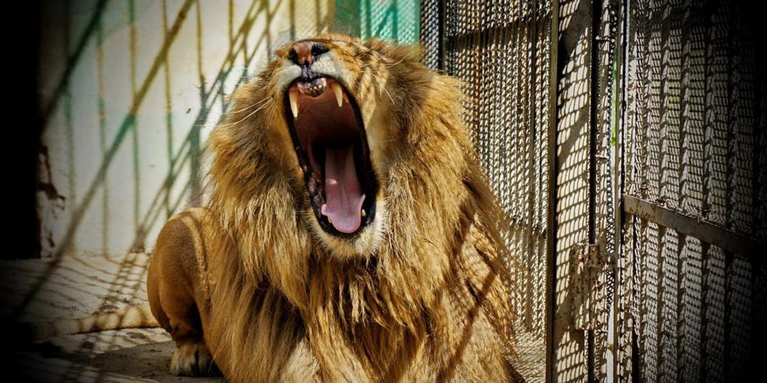 Установлены личности кидавших камни и дразнивших львов в зоопарке Караганды