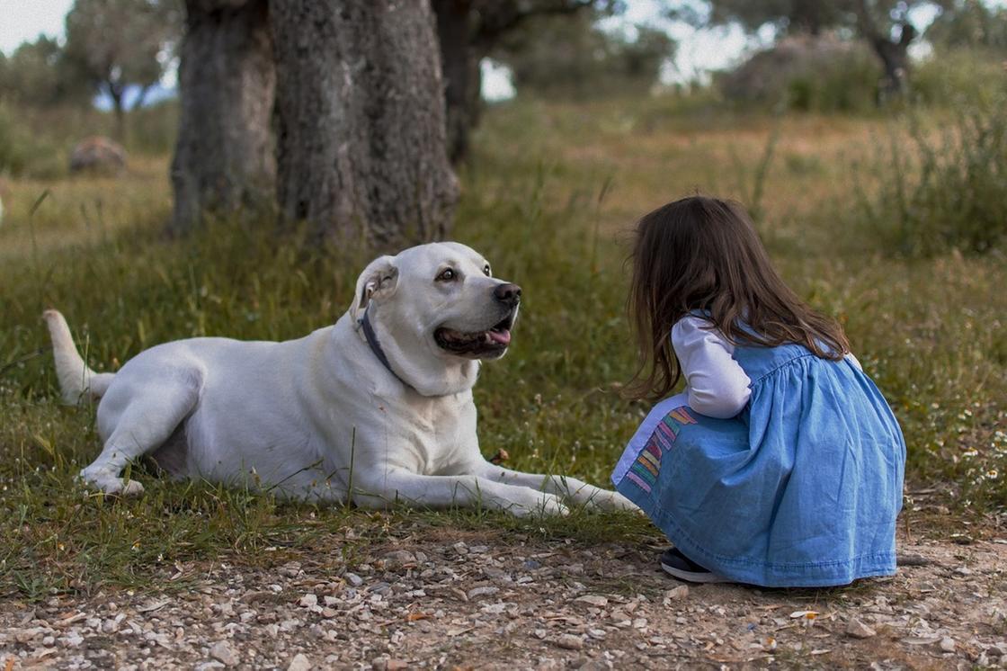 Большая белаяч собака лежит под деревом. Рядом с ней присела девочка в синем платье
