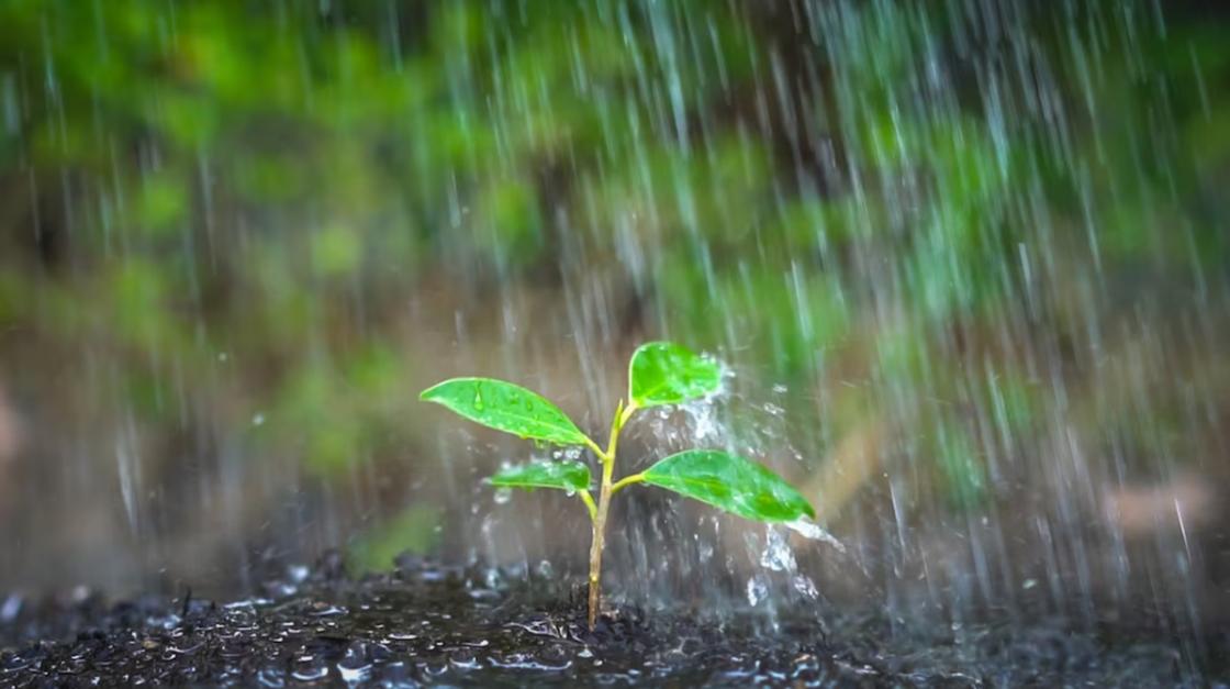 Саженец растения под дождем