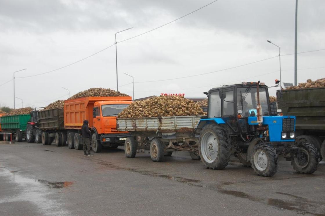 Жетісудағы қант зауыттары қант қызылшасын қабылдай бастады