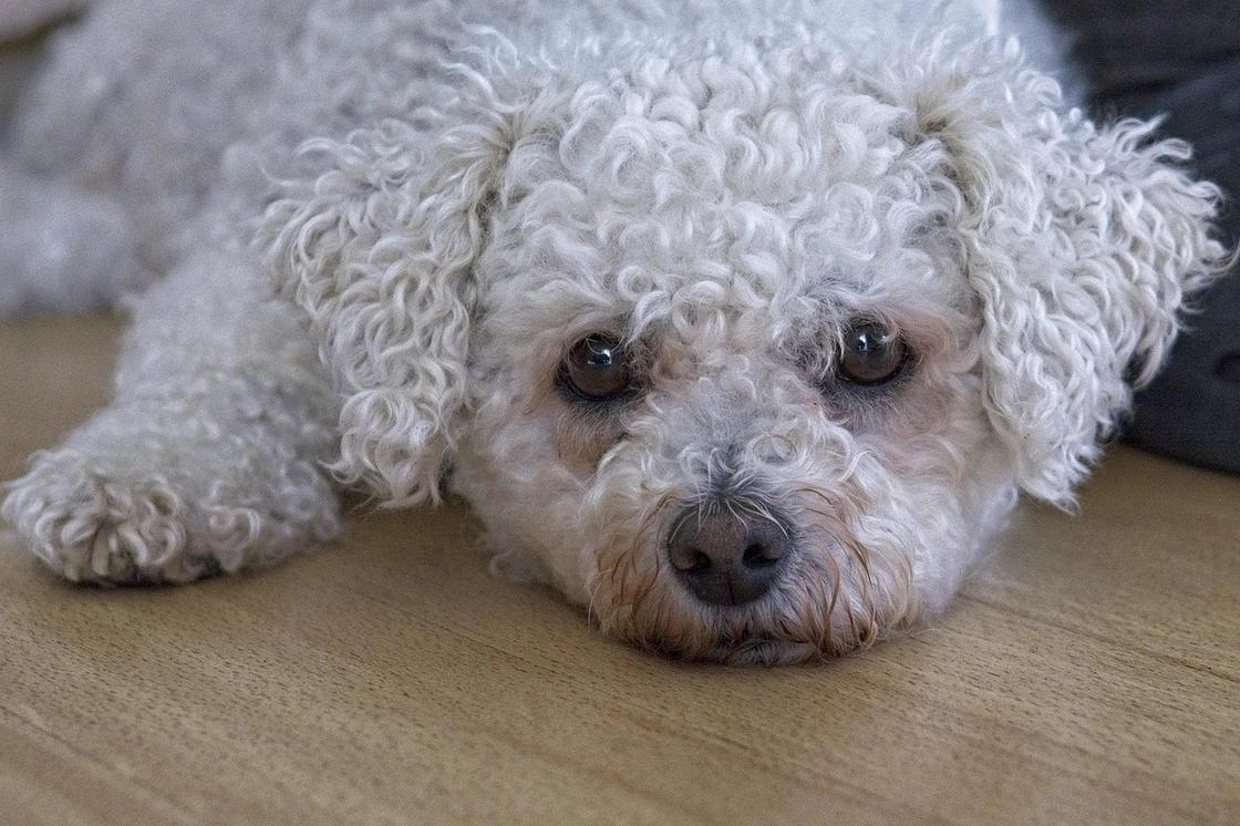 Собака с белой курчавой шерстью, висячими ушами и черными глазами лежит на полу