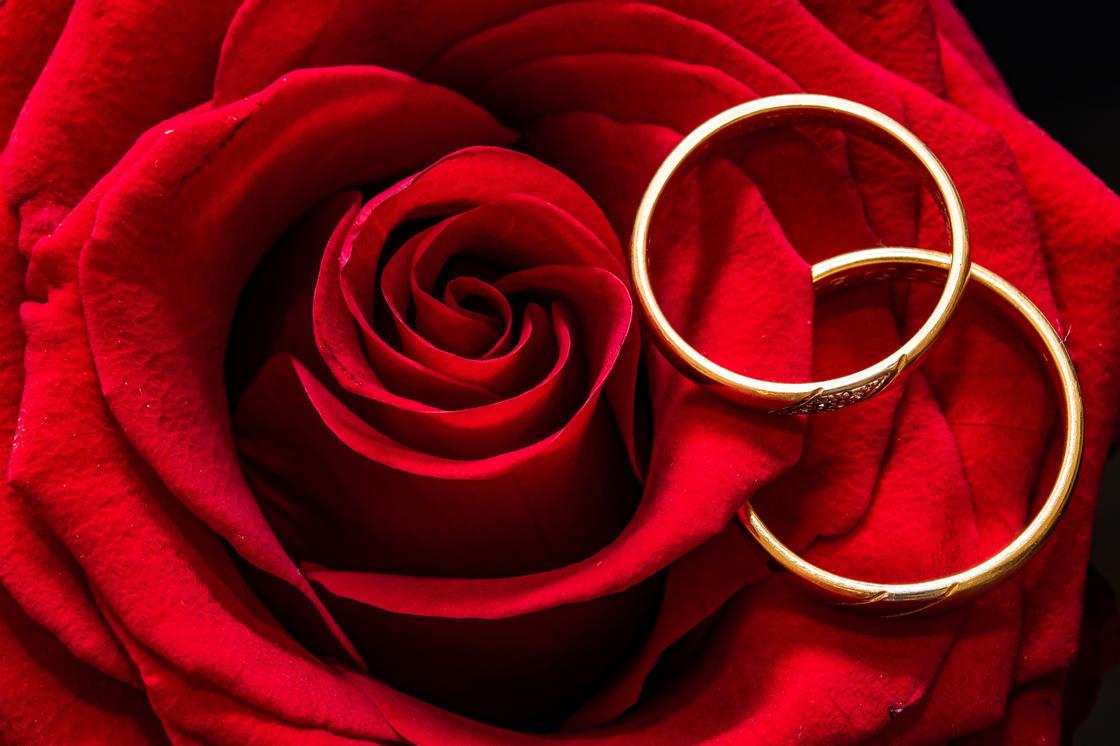 Обручальные кольца на красной розе