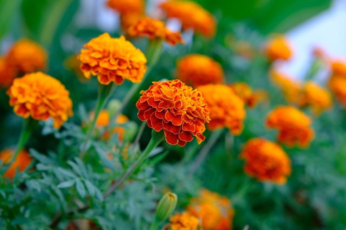 Оранжевые цветки бархатцев