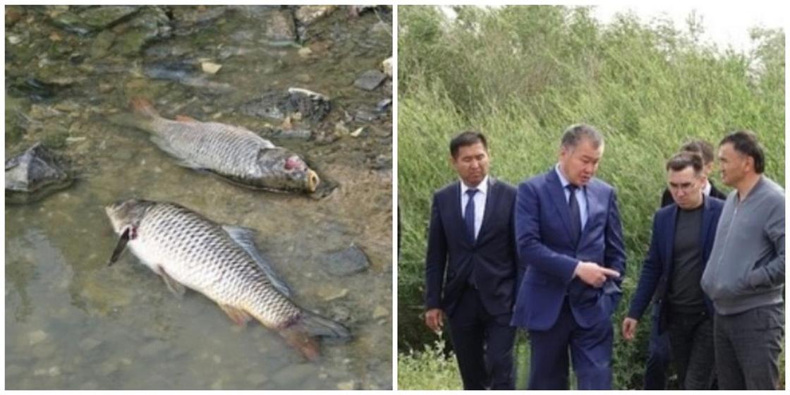 За гибель рыбы коммунальное предприятие выплатит 1,5 млн тенге в Жезказгане
