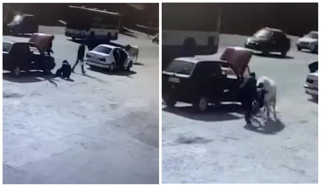 Бык напал на водителя в Шымкенте (видео)