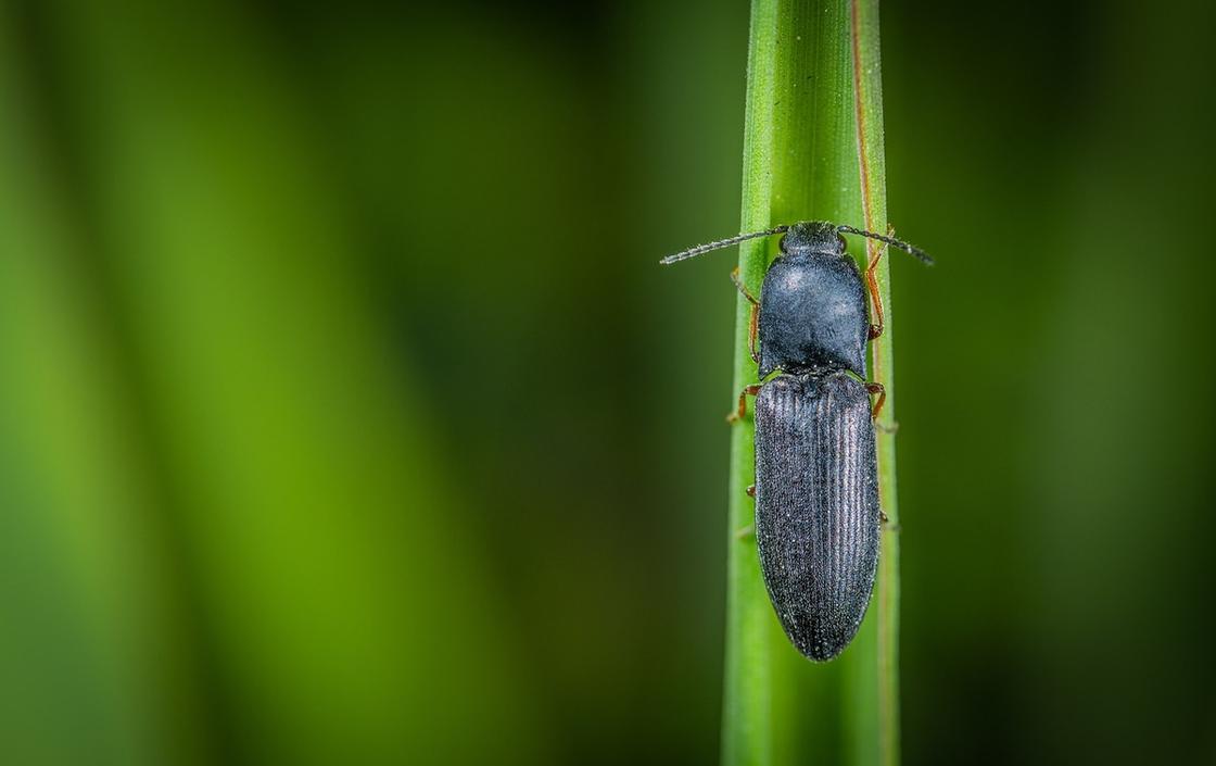 Длинный жук с твердым покрытием сидит на стебле