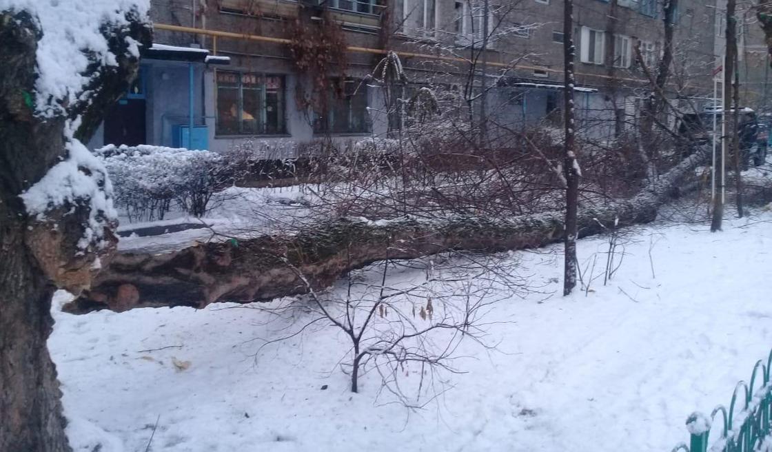 Обильный снегопад прошел в Алматы: упало несколько деревьев
