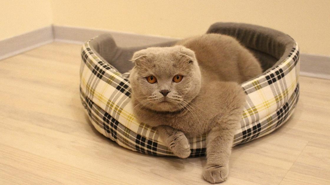 вислоухая серая кошка сидит в круглой лежанке