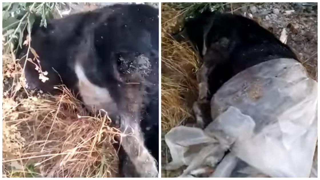 Медведь или собака: тело мертвого животного, найденного в центре Нур-Султана, убрали
