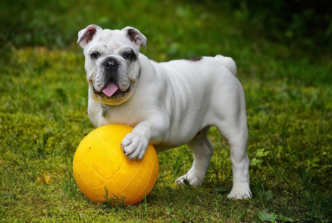 Собака белого окраса с черной маской на морде держит лапой желтый футбольный мяч на траве