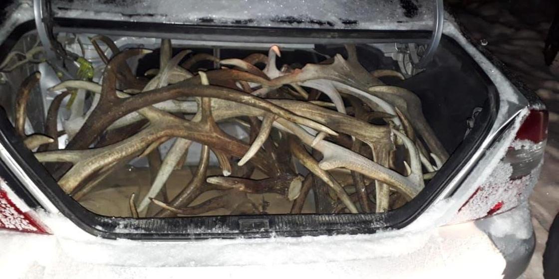 Полицейские обнаружили десятки рогов краснокнижного животного в авто в Зайсане