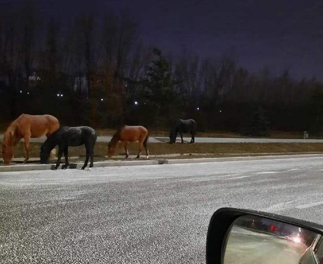 Лошади на дороге в Алматы