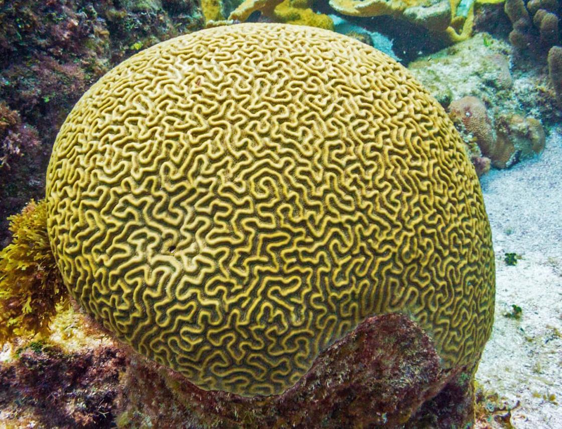 Кораллы на Мальдивах