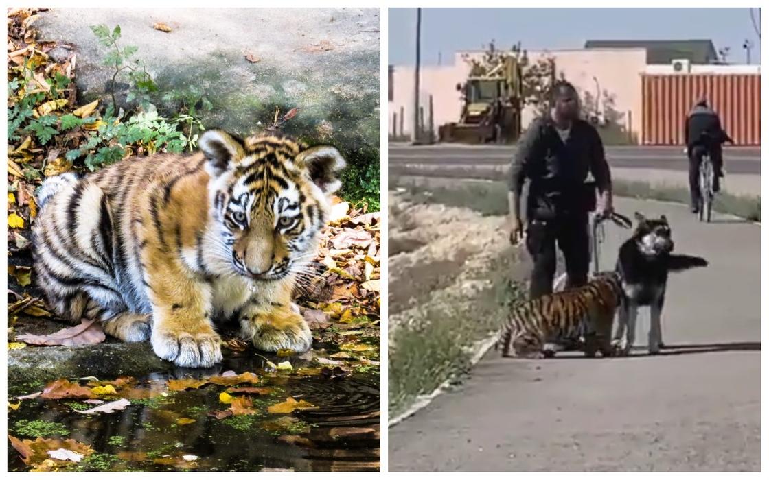 Мужчину с тигренком на поводке засняли на видео в Актау