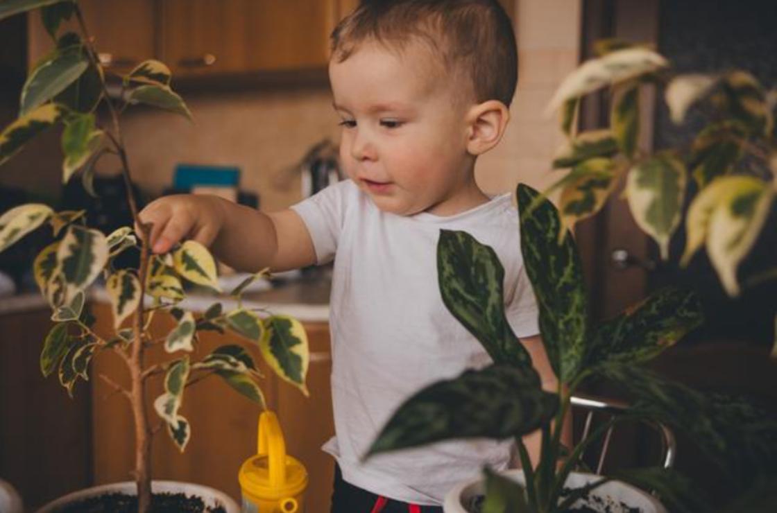 Ребенок трогает листья фикуса