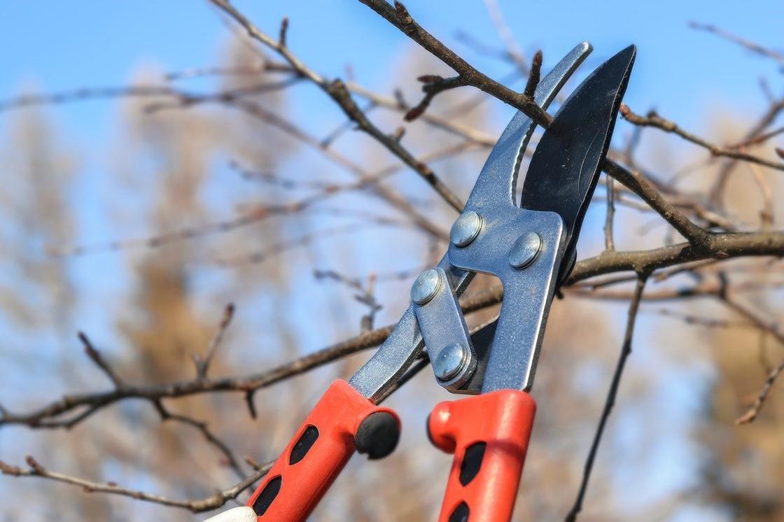 Садовыми ножницами срезают ветку