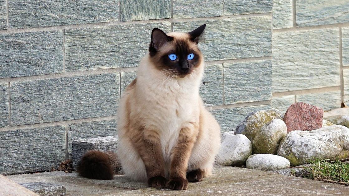 Сиамская кошка с коричневыми подпалинами на голове, лапах и хвосте сидит возле круглых камней, сложенных возле стены