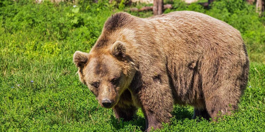Медведица 15 лет живет в Костанайской колонии