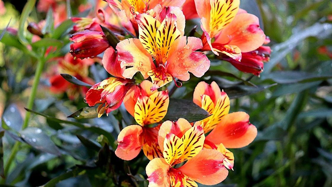 Цветки фрезии с оранжевыми и желтыми лепестками
