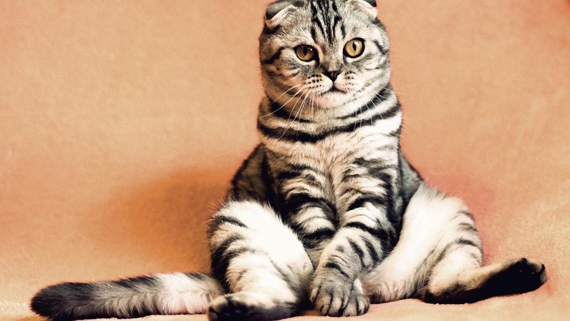 Полосатый кот сидит со сложенными лапами