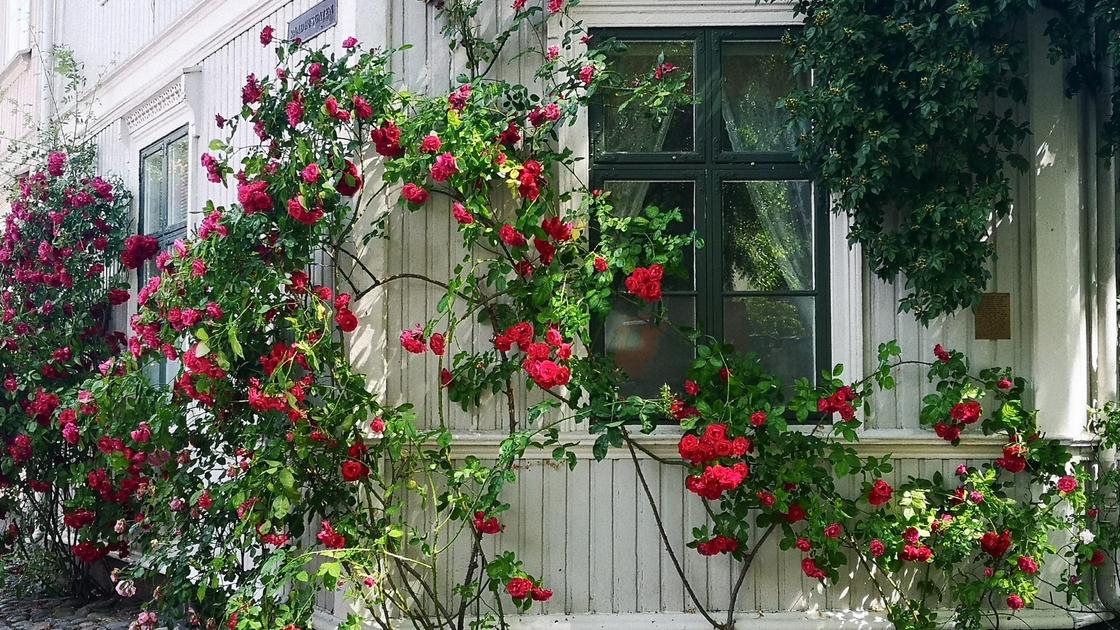 Вьющиеся розы возле дома