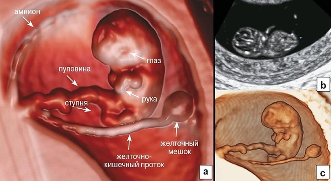 18 неделя беременности: развитие и размер плода, что происходит в организме женщины