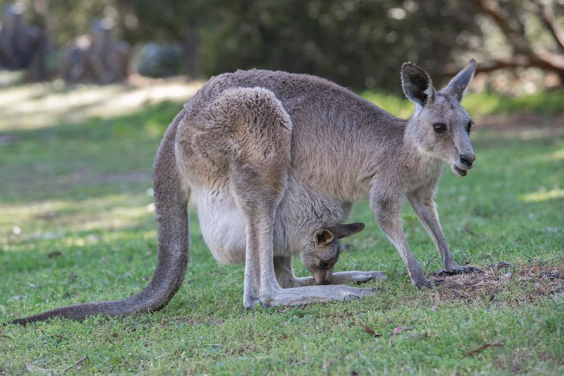 Самка кенгуру с детенышем в сумке