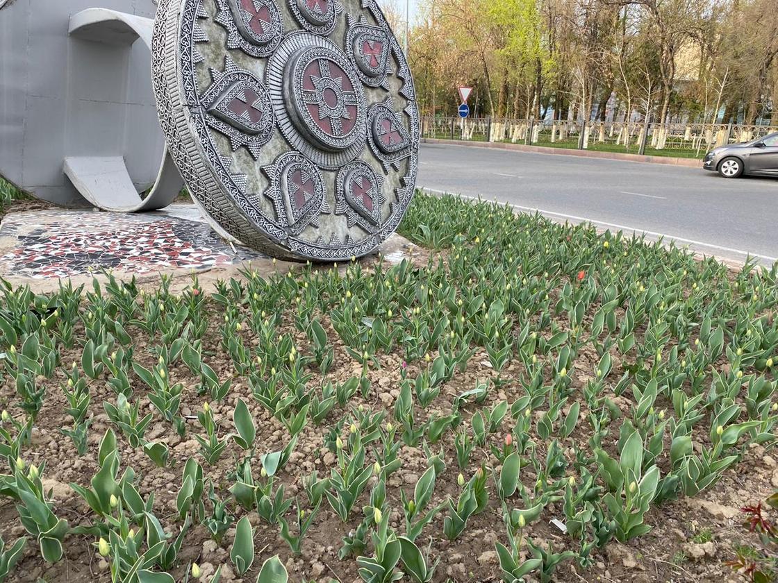Тюльпаны зацвели в Шымкенте