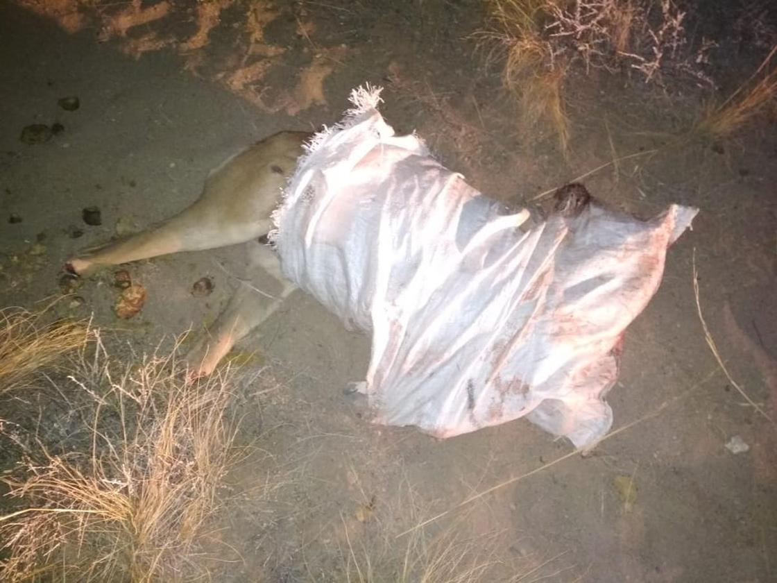 Туши косуль с отрубленными головами нашли у браконьеров в Карагандинской области (фото)