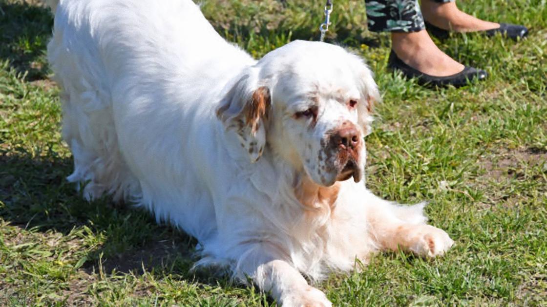 Собака с длинной белой шерстью и рыжими пятнами на большой морде прилегла на траву. Собаку держат на поводке